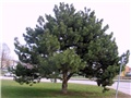 Pinus nigra